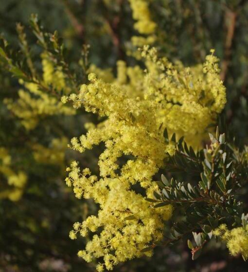 펜션 Wattle Tree Hill