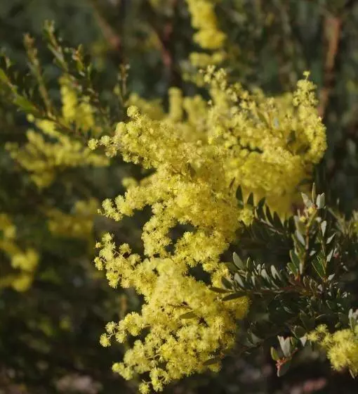 ペンション Wattle Tree Hill