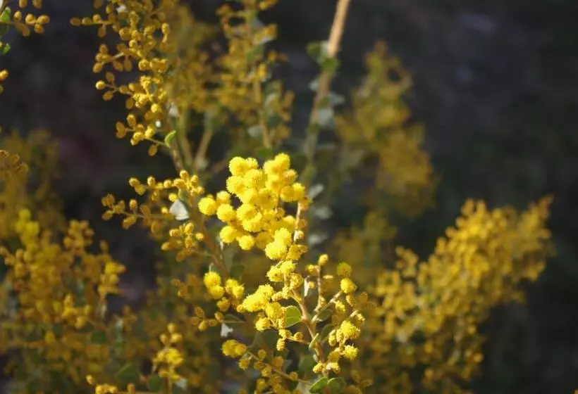 ペンション Wattle Tree Hill