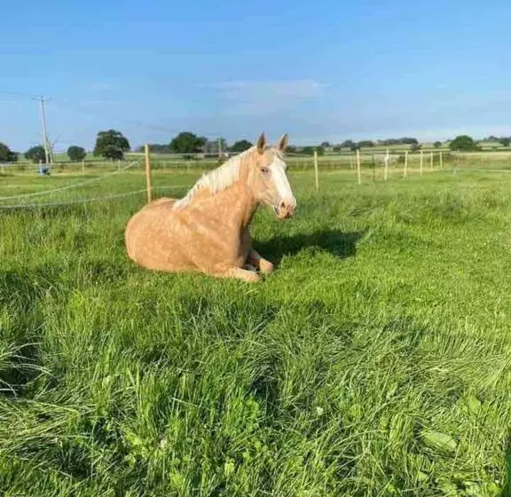 Hotelli Wellbet Farm