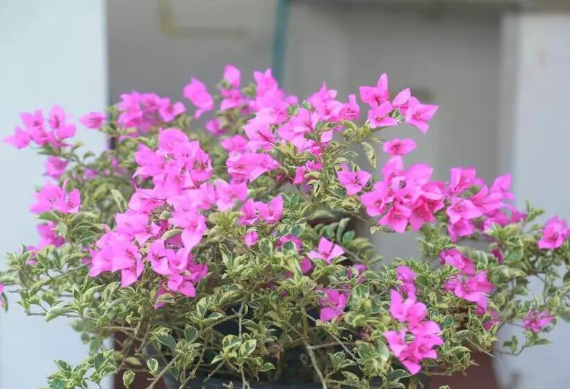 Majatalo Sunil Lanka