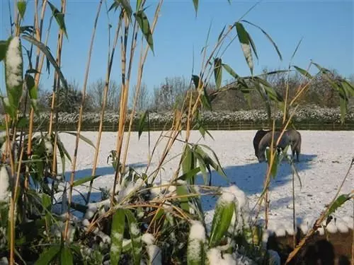 住宿加早餐 Drayton Lodge