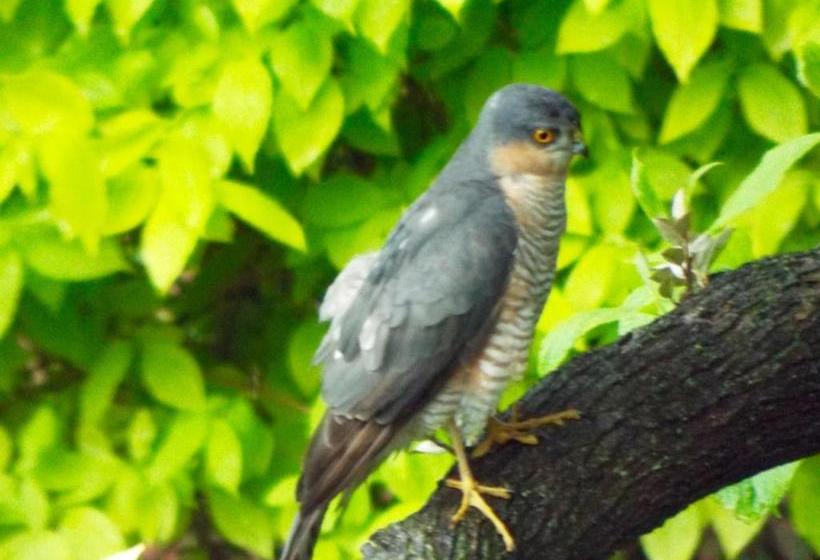 住宿加早餐 Homelands Apartment