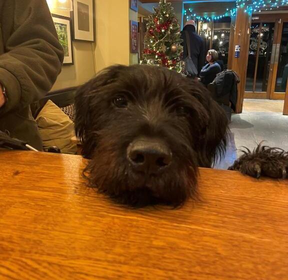 فندق Oak Tree Inn