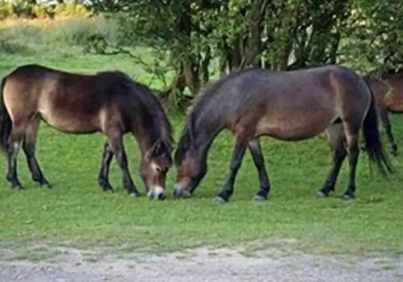 호텔 Tarr Farm Inn