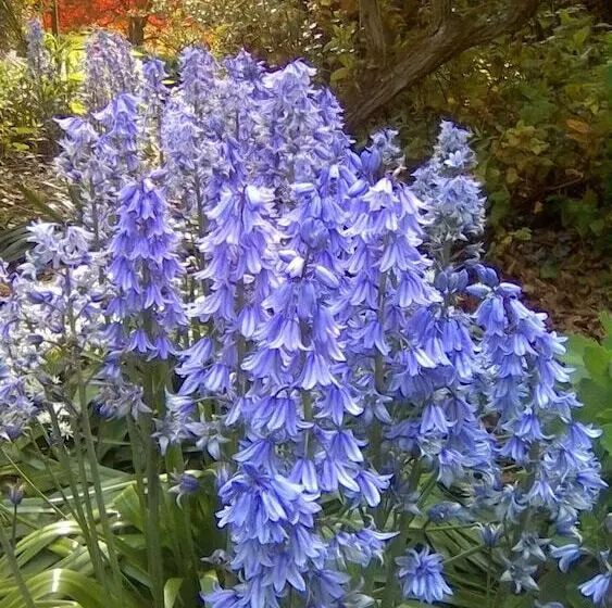 Majatalo Newburgh House Bed & Breakfast