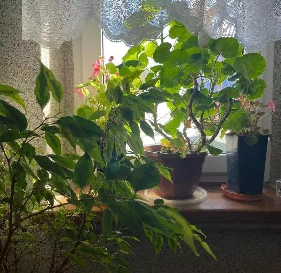 ホテル Agroturystyka Pensjonat Paula