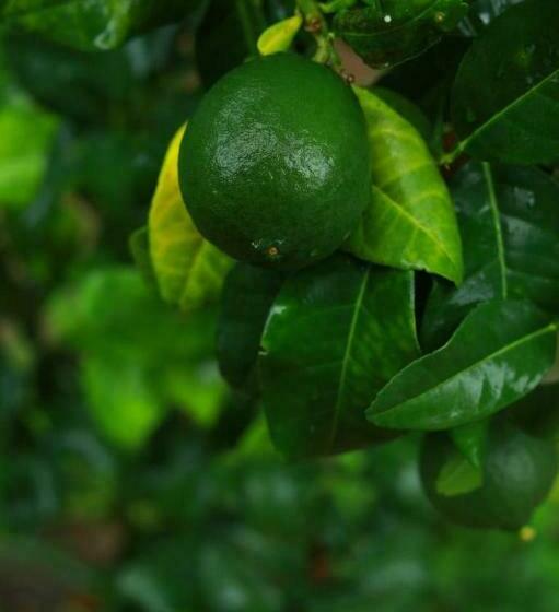 פנסיון Coffeeisland Heritage Farm Villas