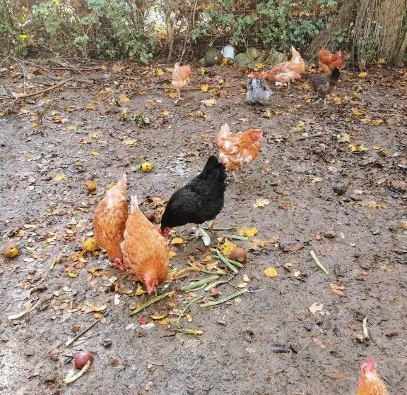 Aamiaismajoitus (B&B) La Grange De Cablanc