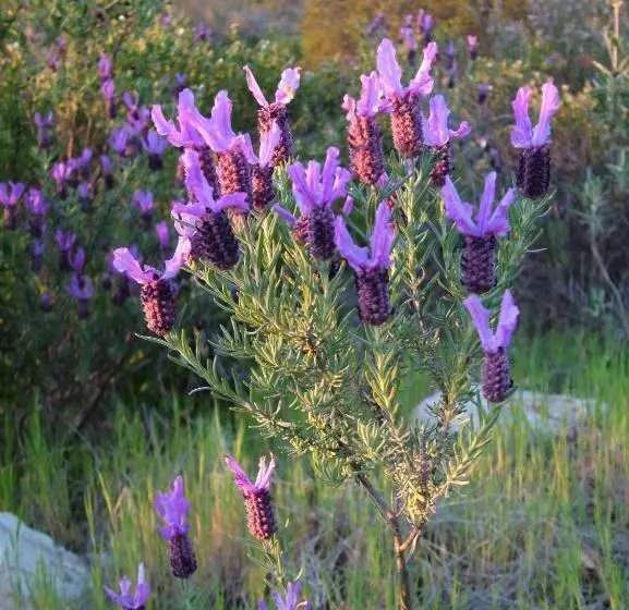 ペンション Casa Bi Rosario   Quinta Amoreira