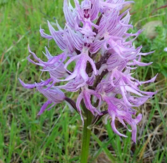 ペンション Casa Bi Rosario   Quinta Amoreira