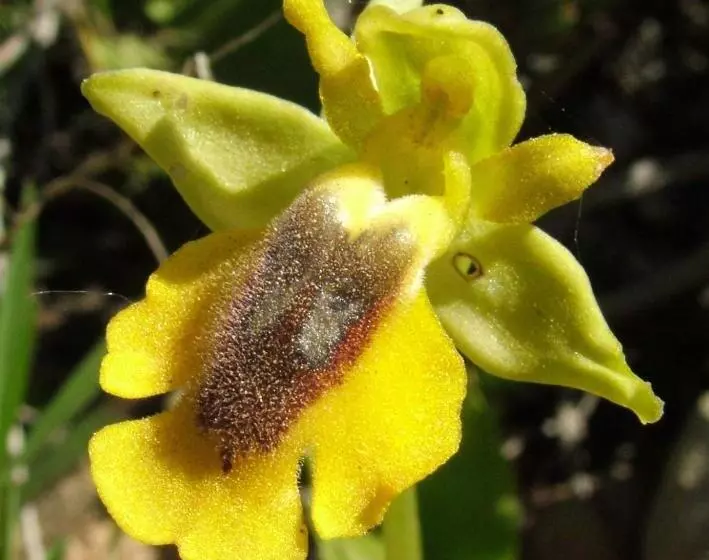 ペンション Casa Bi Rosario   Quinta Amoreira