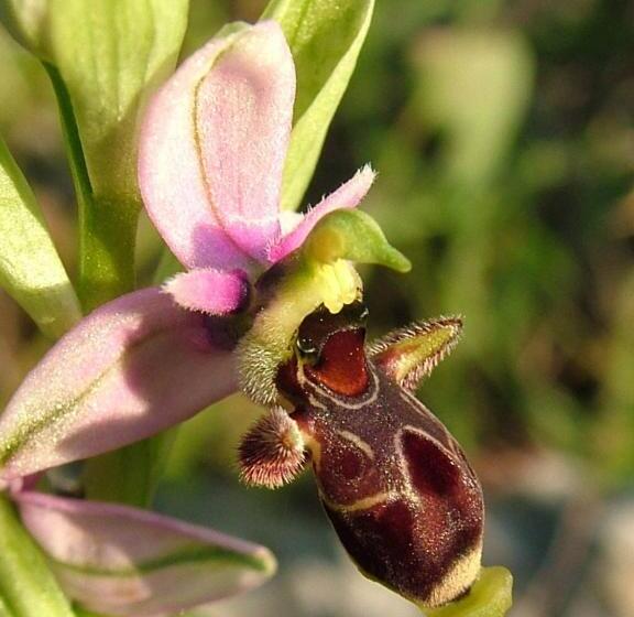 بنسيون Casa Bi Rosario Quinta Amoreira