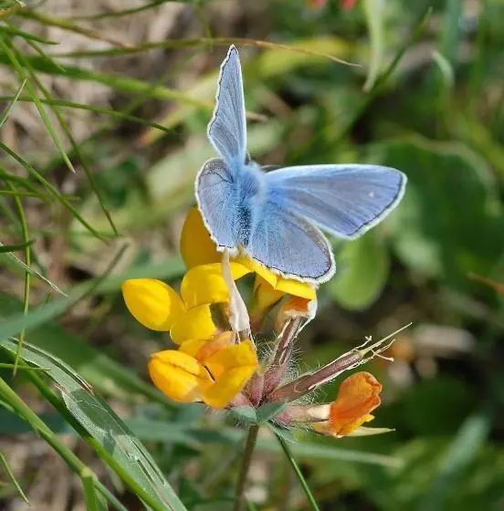 ペンション Casa Bi Rosario   Quinta Amoreira