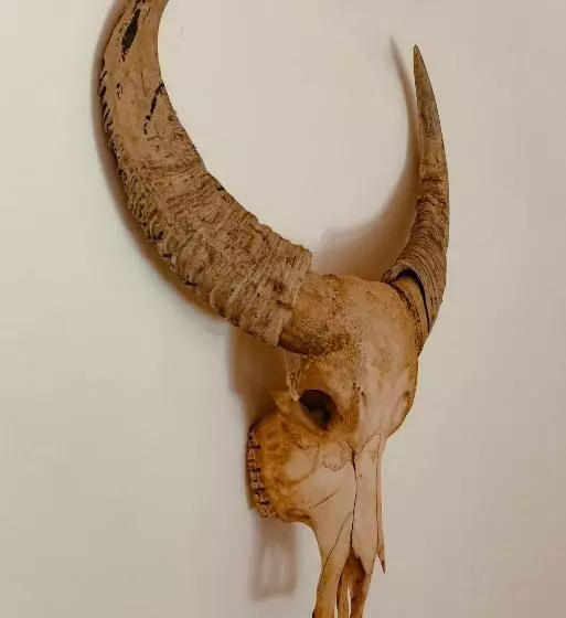 Bed and Breakfast Finca Elements