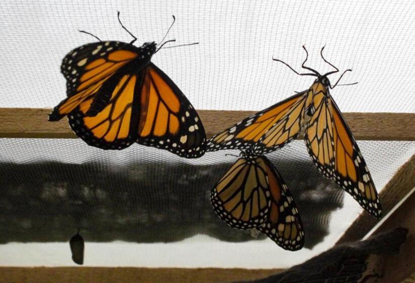 Pension Panchigua Hostel