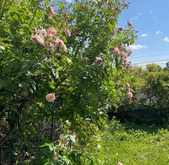 Пансион Chez Katia