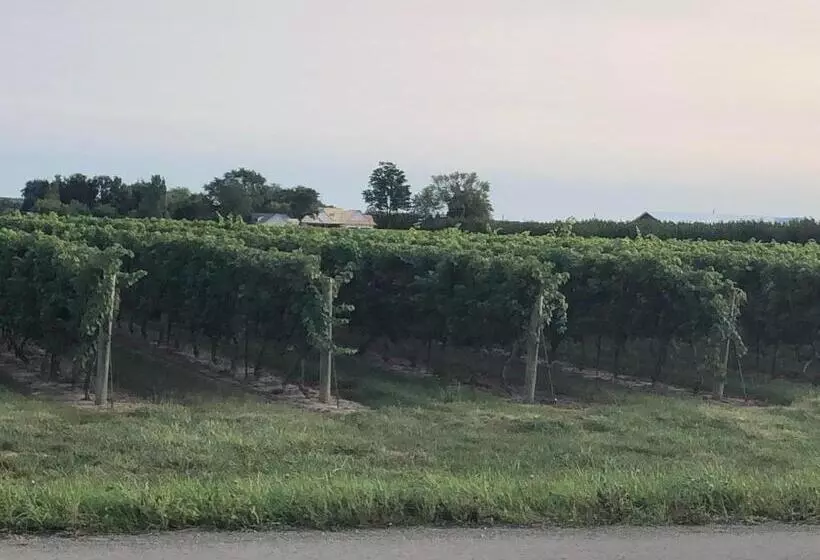 ペンション Villa In The Vines