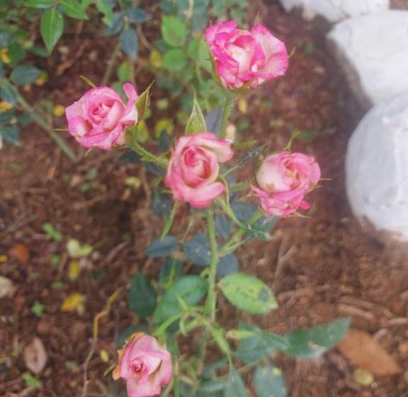 Общежитие Pousada E Pesque E Pague Vista Alegre