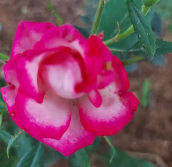 Общежитие Pousada E Pesque E Pague Vista Alegre