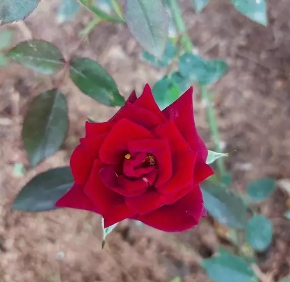 Retkeilymaja Pousada E Pesque E Pague Vista Alegre