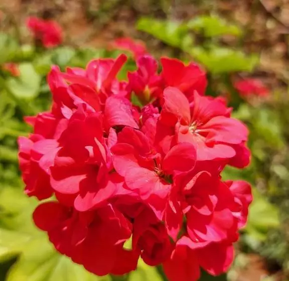 Retkeilymaja Pousada E Pesque E Pague Vista Alegre