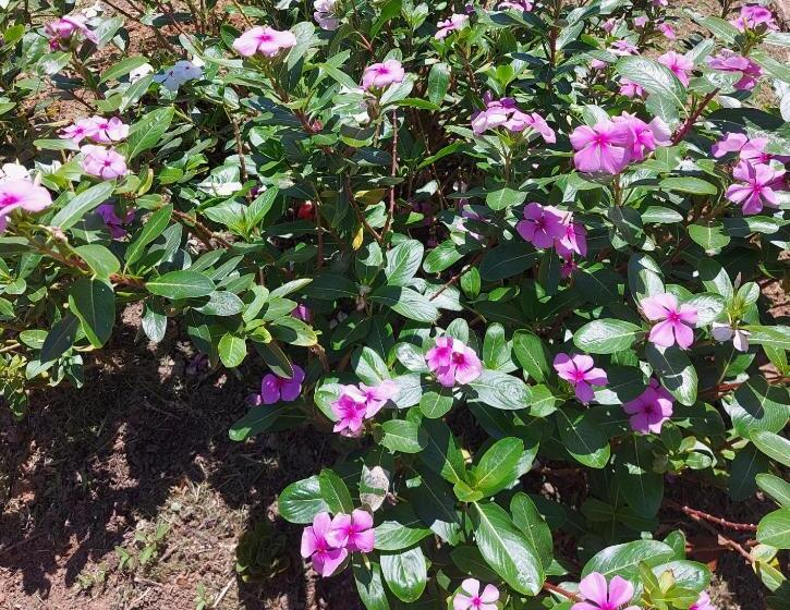 Общежитие Pousada E Pesque E Pague Vista Alegre