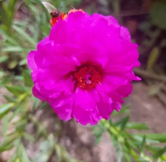 Retkeilymaja Pousada E Pesque E Pague Vista Alegre