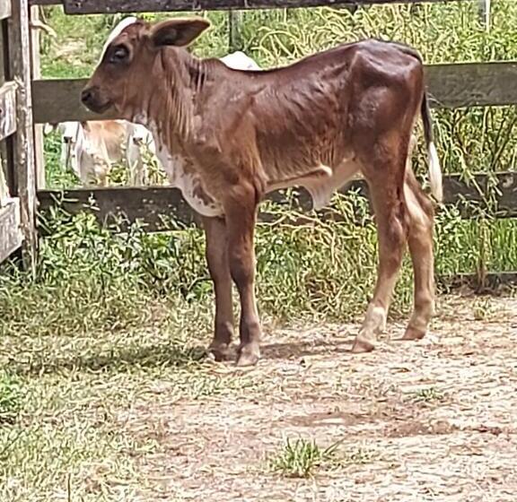 Общежитие Pousada E Pesque E Pague Vista Alegre