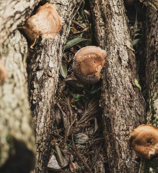 Hotel 一汁一菜の宿　ちゃぶダイニング Ichiju Issai No Yado Chabu Dining Unforgettable Farmstay Experience In Deep Kyoto