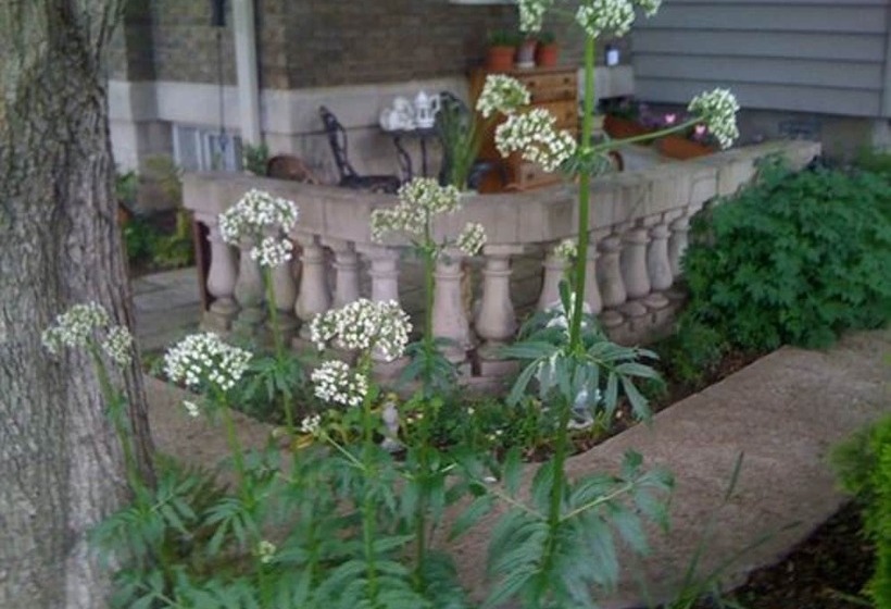 ベッドアンドブレックファースト Brass Pineapple Inn