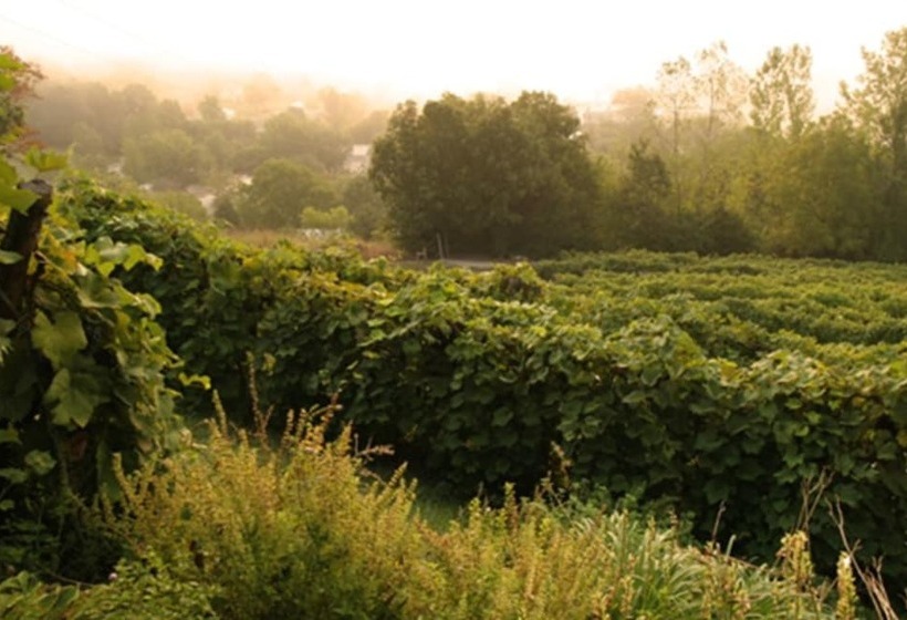 住宿加早餐 Hermann Hill