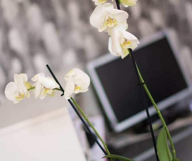 בית מלון כפרי Castle Park