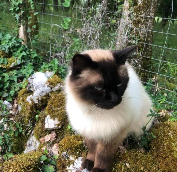 ベッドアンドブレックファースト Mas D’aubrac