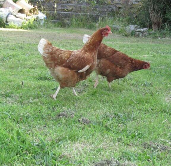 مبيت وإفطار Treganoon House, Lanlivery