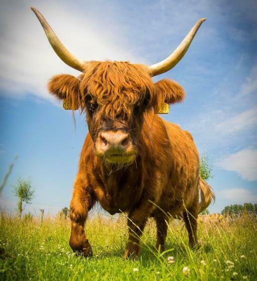 Bed & Breakfast Bos En Weide