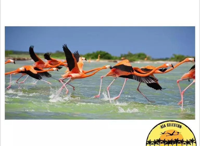 Hotelli Cabañas Camping Ria Celestun