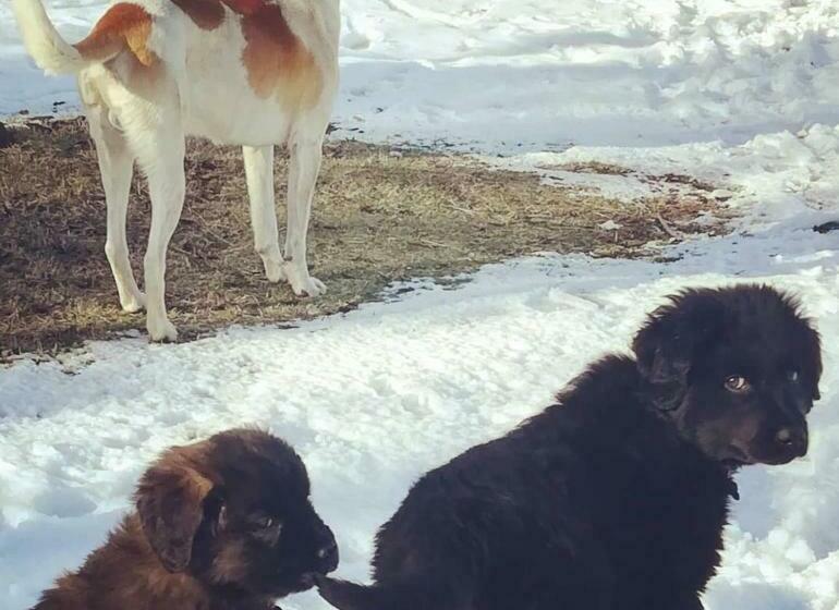 Panzió Estación Benedicto