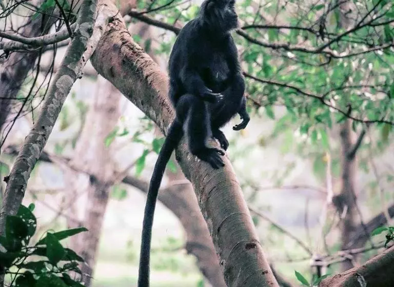 ペンション Pondok Tetebatu Cottages And Cafe