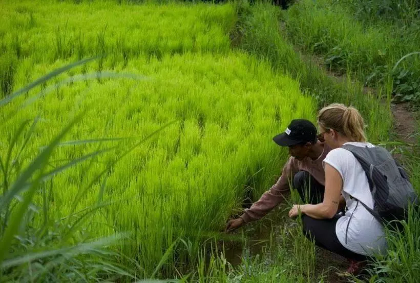 ペンション Pondok Tetebatu Cottages And Cafe