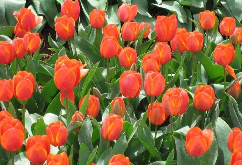 Burnie Airport Motel