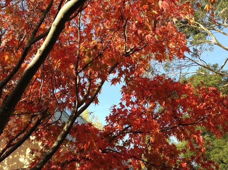 Richmond Cottages Tasmania