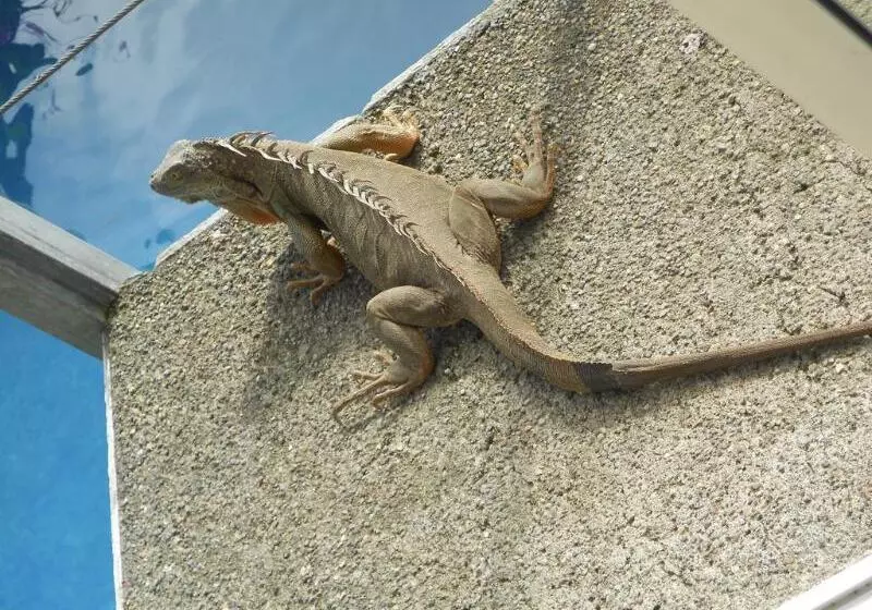 Hôtel Arenal Rabfer