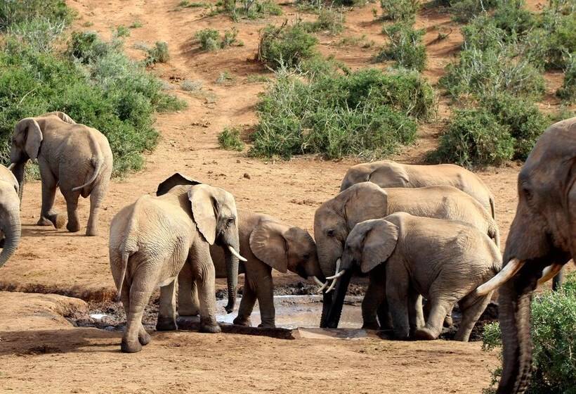 הוסטל Lungile Backpackers Lodge
