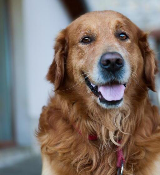 乡村酒店  Sotobosque