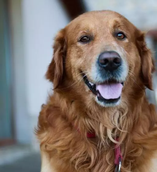 田舎風ホテル Sotobosque