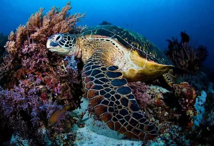 Vida Homes Condo Resort