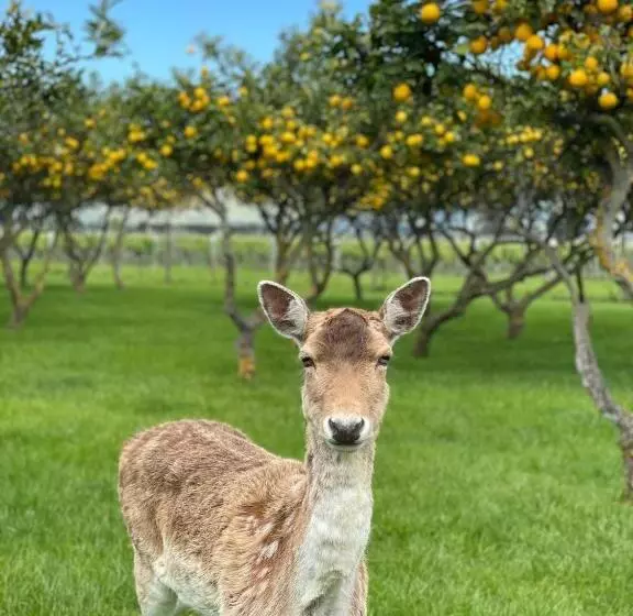 Otel St Leonards Vineyard Cottages