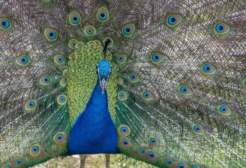 Отель The Hunters Inn