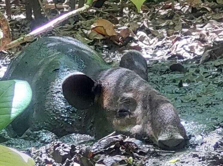 Corcovado Foundation Biohostel